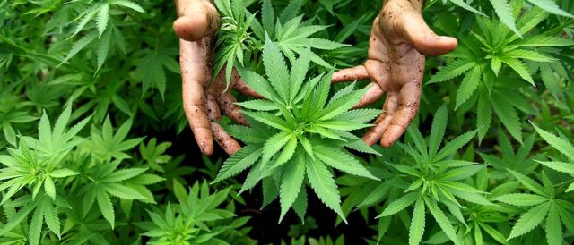 Die Legalisierung von Cannabis wird Wirklichkeit. Das Gesetz ist  durch den Bundesrat.