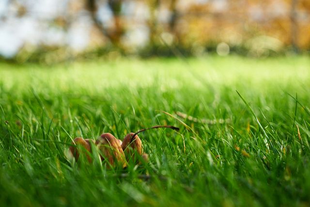 Antrag zum Thema "Mähroboter"... - uns sind nachtaktive Tiere wichtig!