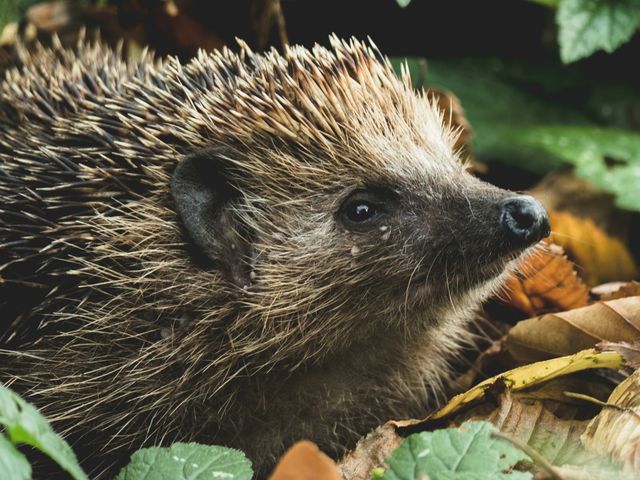 Der Igel kann uns nicht egal sein – Infostand am 19.10. in der Fußgängerzone.